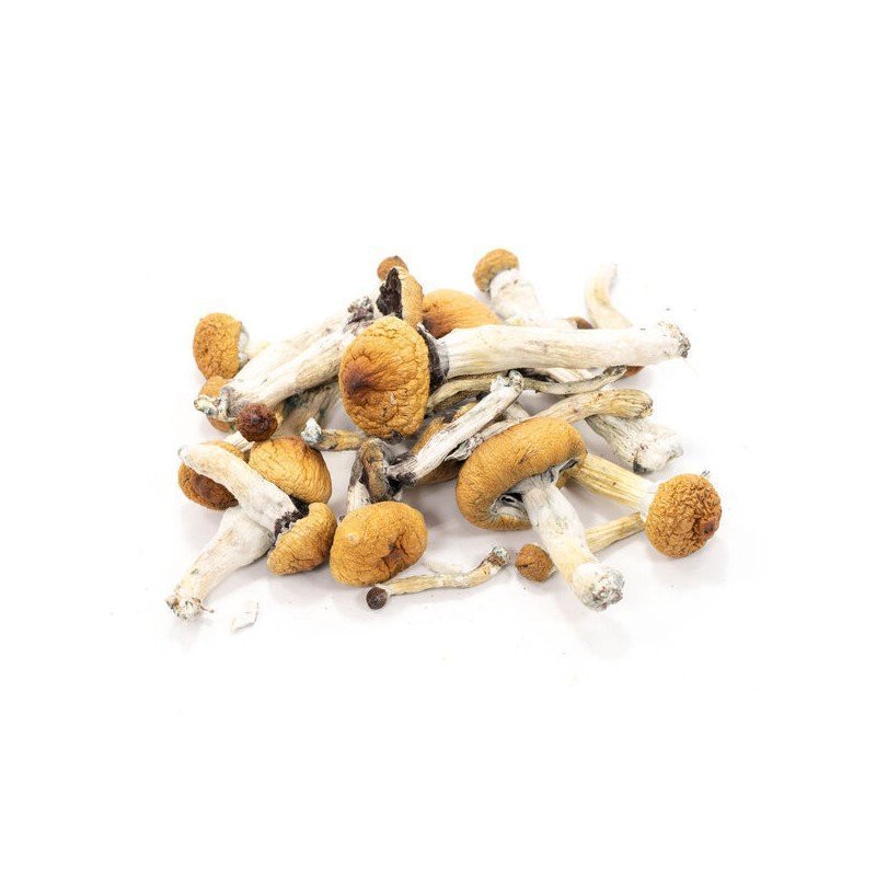 Golden Teacher Mushrooms