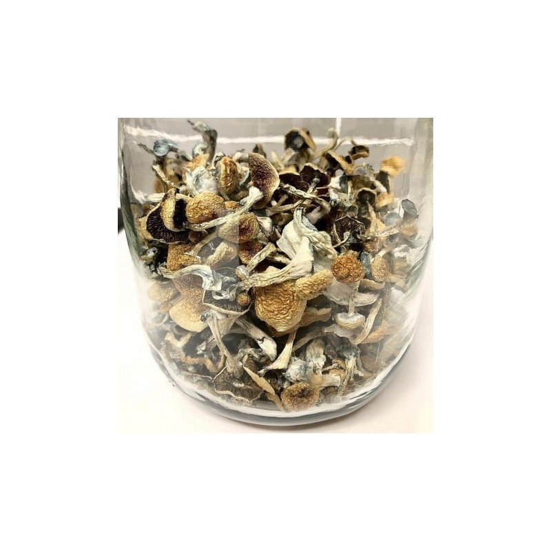 Psilocybe Azurescens Online – Premium Quality Mushrooms