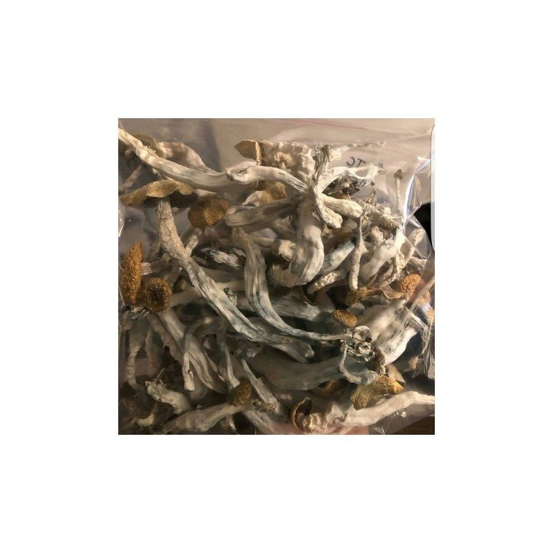 Psilocybe Cubensis – Buy Magic Mushrooms Online